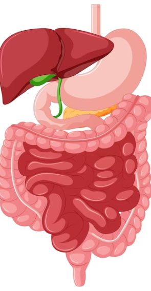 Gastroenterology